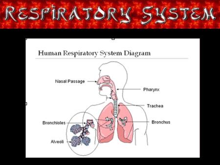 Title Page. Respiratory Intro You may be asking, what is the Respiratory system? Well, the Respiratory system is the system that helps you breath in and.