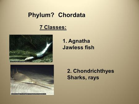 Phylum?Chordata 7 Classes: 1. Agnatha Jawless fish 2. Chondrichthyes Sharks, rays.