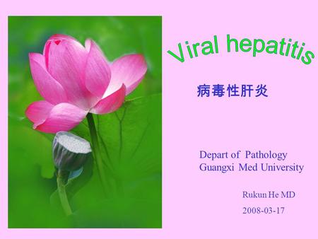 病毒性肝炎 Rukun He MD 2008-03-17 Depart of Pathology Guangxi Med University.