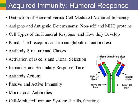 Acquired Immunity: Humoral Response Distinction of Humoral versus Cell-Mediated Acquired Immunity Antigens and Antigenic Determinants: Non-self and MHC.