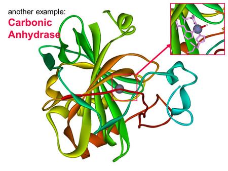 Another example: Carbonic Anhydrase. Zn Active site in  -carbonic anhydrase.