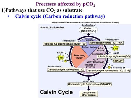 Processes affected by pCO2