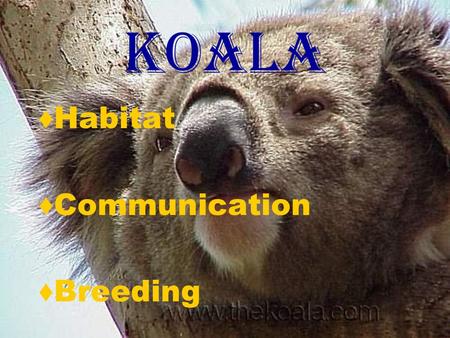 Koala ♦Habitat ♦Communication ♦Breeding.