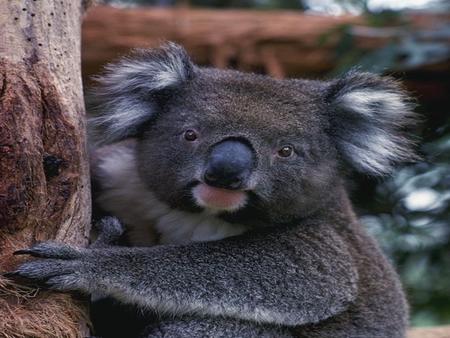 Koala Homes! This is what Eucalyptus trees look like. If you smell vaporub that is what it smells like!