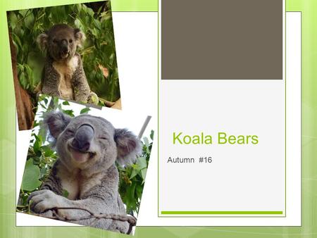 Koala Bears Autumn #16. Background ○ Koala Bear is a mammal and can live 17 years and is a marsupial.