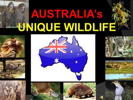 AUSTRALIA’s UNIQUE WILDLIFE Why is Australia’s wildlife so unique? Australia was once a part of a huge continent called Gondwana, but when this continent.