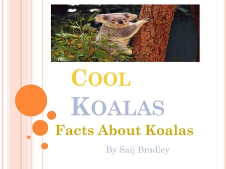 C OOL K OALAS Facts About Koalas By Saij Bradley.