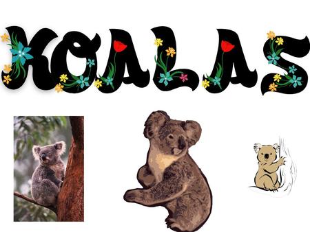 My koala questions and answers