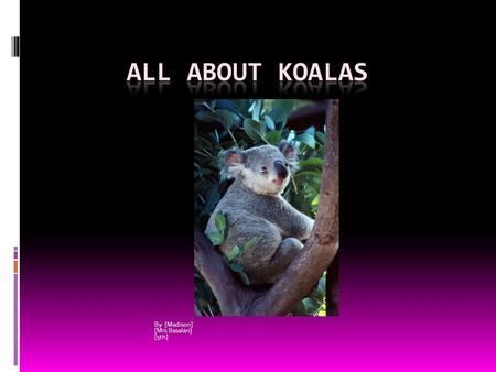 By: [Madison] [Mrs.Basalari] [5th]. All About Koalas When a koala bear wants to snooze it wedges its plump body into a tree fork or it will stretch out.