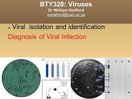 BTY328: Viruses Dr William Stafford