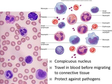 Conspicuous nucleus Travel in blood before migrating to connective tissue Protect against pathogens.
