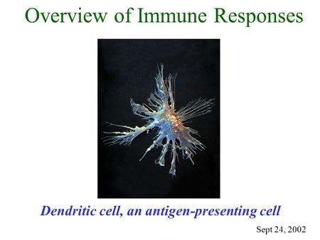 Dendritic cell, an antigen-presenting cell Sept 24, 2002 Overview of Immune Responses.