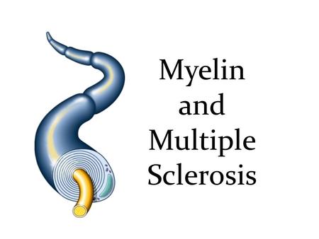 Myelin and Multiple Sclerosis. Myelin – The insulating sheath surrounding nerve cells Discovered in 1854 by Rudolf Virchow Composed of lipid fats and.