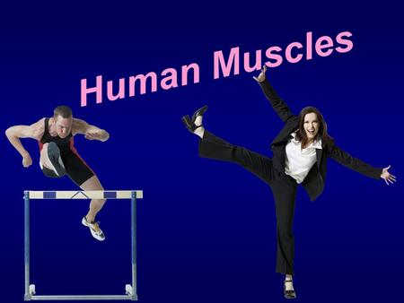 Human Muscles. Types of Muscle Cells  Skeletal (Voluntary, Striated) Muscle  these are muscles you control; the ones you exercise.  Smooth (Involuntary,