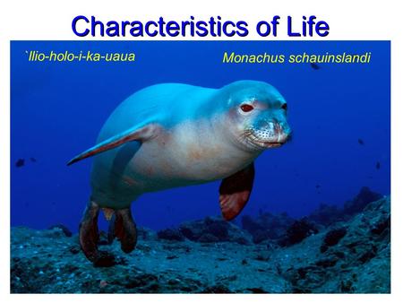 Characteristics of Life Monachus schauinslandi `Ilio-holo-i-ka-uaua.