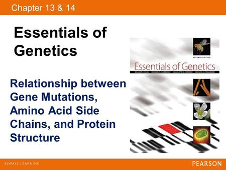 Copyright © 2009 Pearson Education, Inc. Chapter 13 & 14 Essentials of Genetics Relationship between Gene Mutations, Amino Acid Side Chains, and Protein.