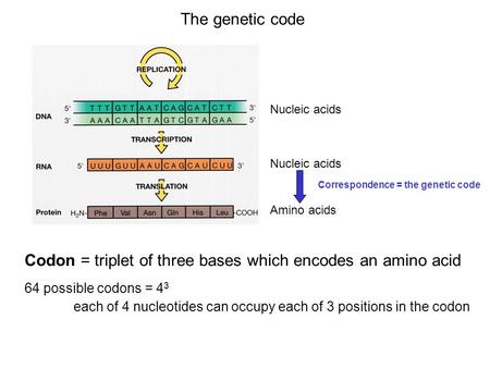 The genetic code Nucleic acids Amino acids Correspondence = the genetic code Codon = triplet of three bases which encodes an amino acid 64 possible codons.