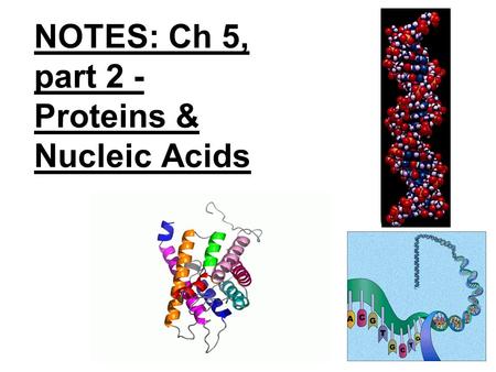 NOTES: Ch 5, part 2 - Proteins & Nucleic Acids. 5.4 - Proteins have many structures, resulting in a wide range of functions ● Proteins account for more.