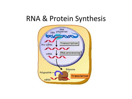 RNA & Protein Synthesis. I. DNA to Genes A. We now know how the double helix is replicated but we still don’t know how it is then transformed into genes.