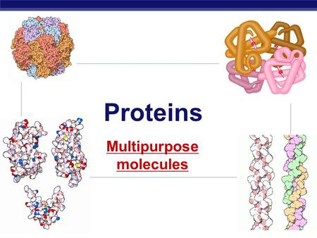 AP Biology 2008-2009 Proteins Multipurpose molecules.