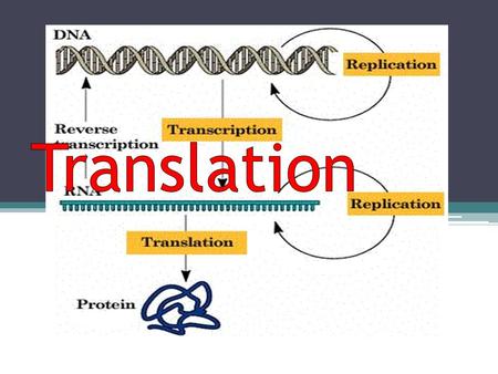 Objective Understand the process of translation Explain how proteins are assembled Analyze the end result (proteins’ function and structure)