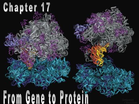 From Gene to Protein Transcription – the synthesis of RNA from the DNA template –messenger RNA (mRNA) – carries a genetic message from the DNA in the.