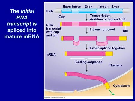 The initial RNA transcript is spliced into mature mRNA