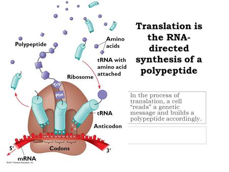 Translation is the RNA- directed synthesis of a polypeptide In the process of translation, a cell “reads” a genetic message and builds a polypeptide accordingly.