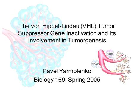 Pavel Yarmolenko Biology 169, Spring 2005 The von Hippel-Lindau (VHL) Tumor Suppressor Gene Inactivation and Its Involvement in Tumorgenesis.