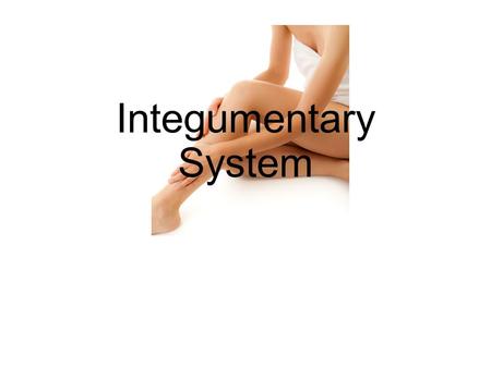 Integumentary System.