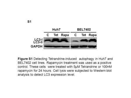 BEL7402Huh7 C Tet Rapa C Tet Rapa LC3-II LC3-I GAPDH Figure S1 Detecting Tetrandrine-induced autophagy in Huh7 and BEL7402 cell lines. Rapamycin treatment.