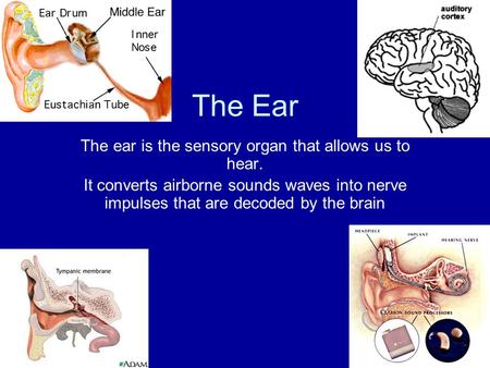 The Ear The ear is the sensory organ that allows us to hear. It converts airborne sounds waves into nerve impulses that are decoded by the brain.