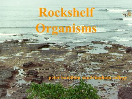 Rockshelf Organisms peter hamilton sandringham college.