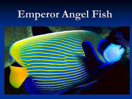 Emperor Angel Fish. Where its Found/ Why people like it. It is mostly found in the indo- pacific region and can be found near the red sea. It can be found.
