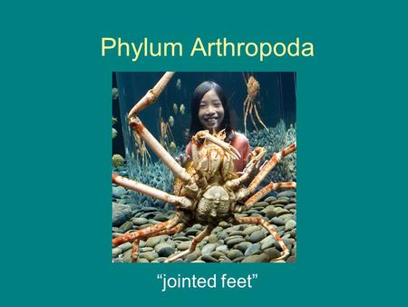 Phylum Arthropoda “jointed feet”. Basic Info Largest of all Phyla Include: –Insects –Arachnids –Crustaceans.