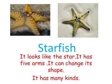 It looks like the star.It has five arms.It can change its shape. It has many kinds. Starfish.