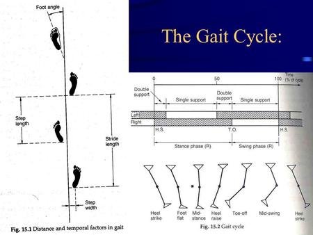 The Gait Cycle:.