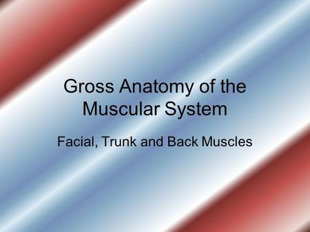 Gross Anatomy of the Muscular System