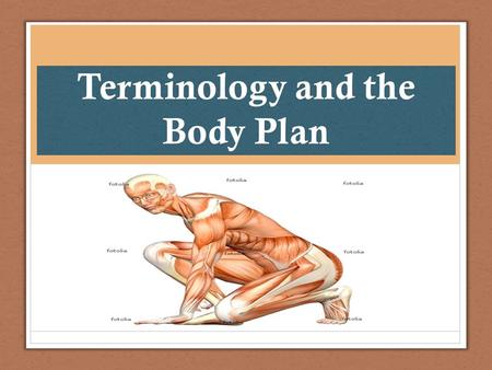 Terminology and the Body Plan
