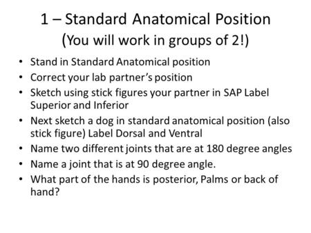 1 – Standard Anatomical Position ( You will work in groups of 2!) Stand in Standard Anatomical position Correct your lab partner’s position Sketch using.