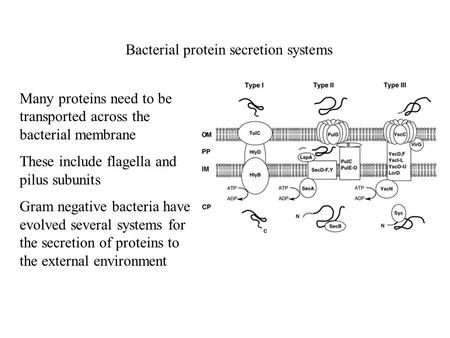 Bacterial protein secretion systems