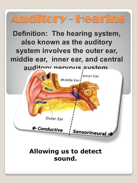 Auditory - Hearing Definition: The hearing system, also known as the auditory system involves the outer ear, middle ear, inner ear, and central auditory.