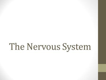 The Nervous System. 1. Two main divisions a. Central Nervous System (CNS) – consists of brain and spinal cord b. Peripheral Nervous System (PNS) – includes.