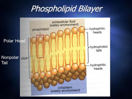 Phospholipid Bilayer Polar Head Nonpolar Tail. Phospholipids Red Region = Glycerol Weak Hydrogen Bonds.