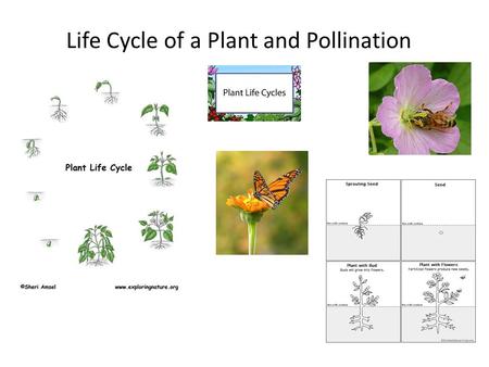 Life Cycle of a Plant and Pollination. Life Cycle of a Plant Plants – seed germination seedling (sprout) --takes in WATER thru roots/produces FOOD in.