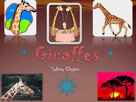 Sydney Clayton Giraffes’ long necks help them reach their food in high places that other animals can’t reach. Long legs help giraffes to be good runners.