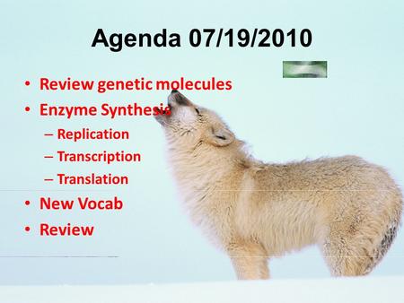 Agenda 07/19/2010 Review genetic molecules Enzyme Synthesis New Vocab
