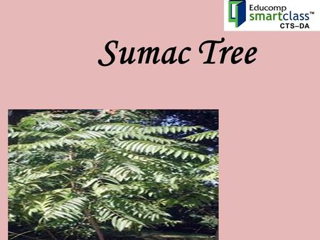 Sumac Tree. Sumacs are shrubs and small trees that can reach a height of 1–10 metres (3.3–33 ft).shrubstrees The leaves are spirally arranged; they.