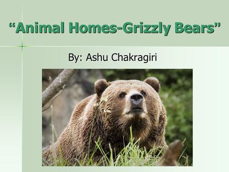 “ Animal Homes-Grizzly Bears ” By: Ashu Chakragiri.