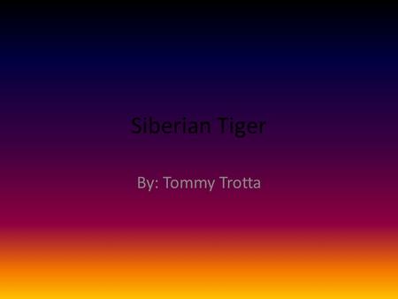 Siberian Tiger By: Tommy Trotta. Introduction Have you ever heard of the Siberian Tiger? It is an endangered animal. In the place it lives they have a.